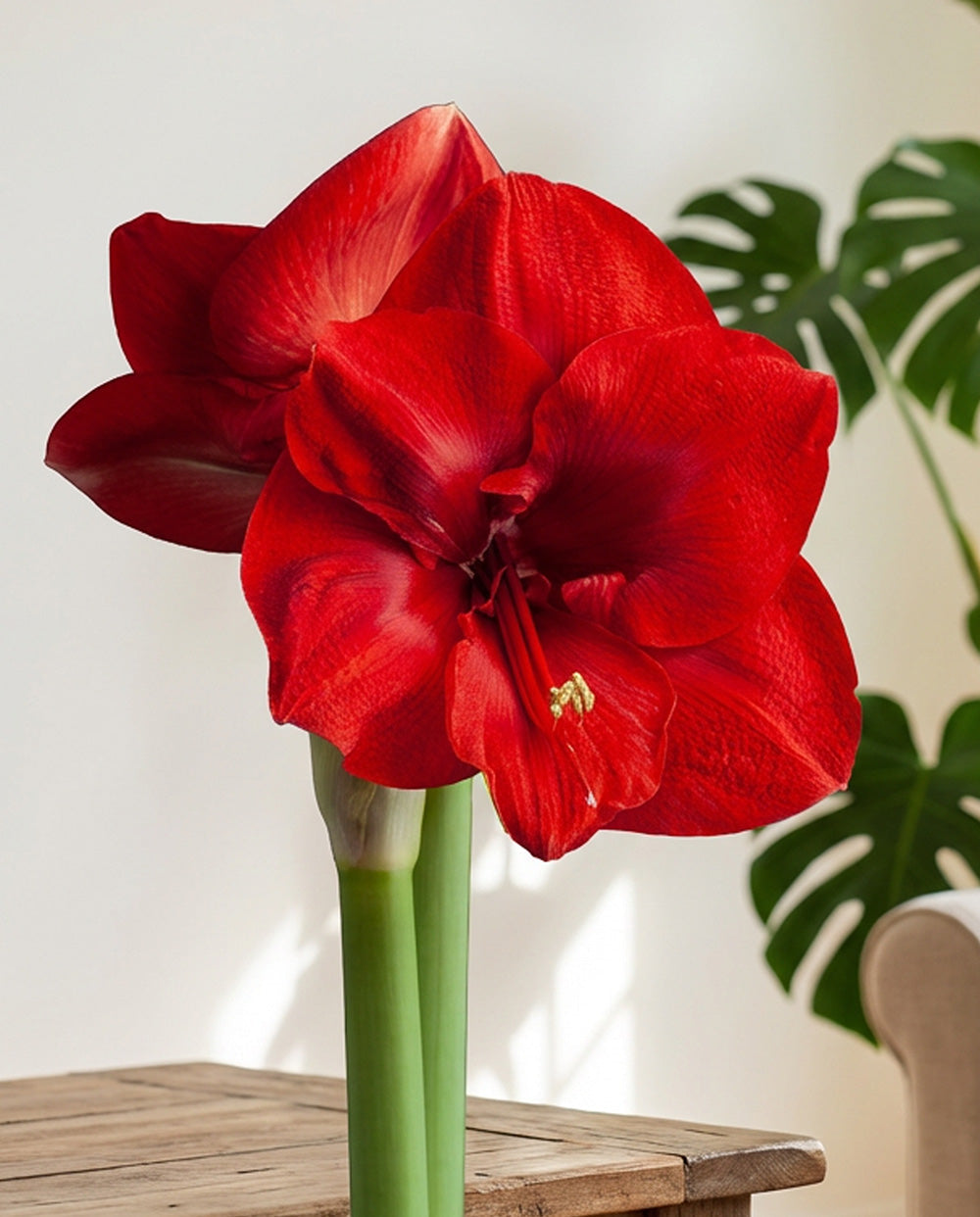 Merry Christmas® Symphony Amaryllis