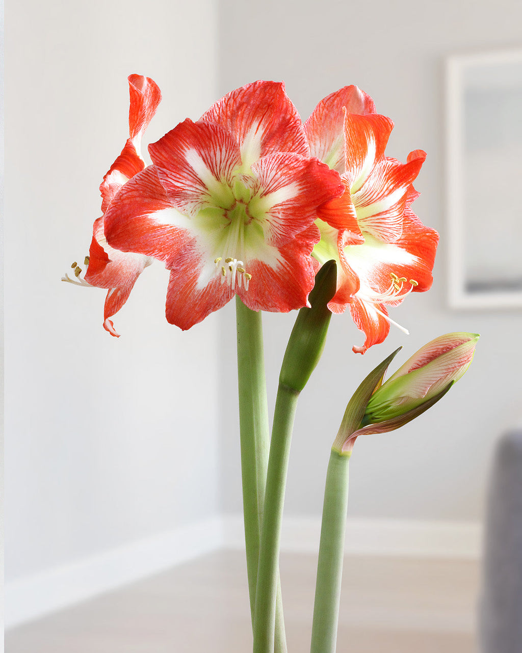 Minerva Amaryllis - 26-28 cm bulb