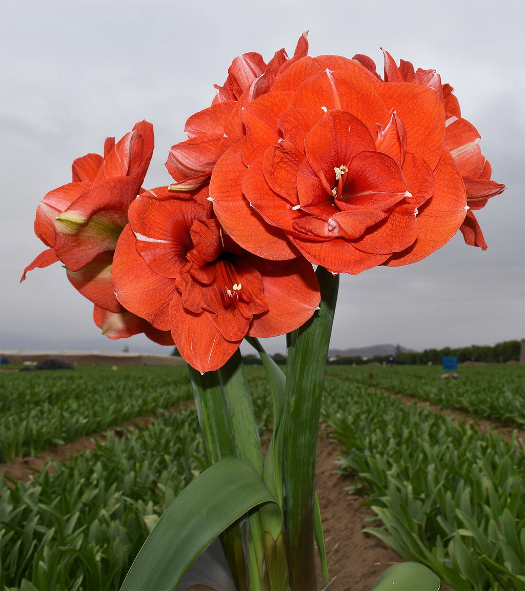 Nyora Amaryllis - 28-32 cm bulb