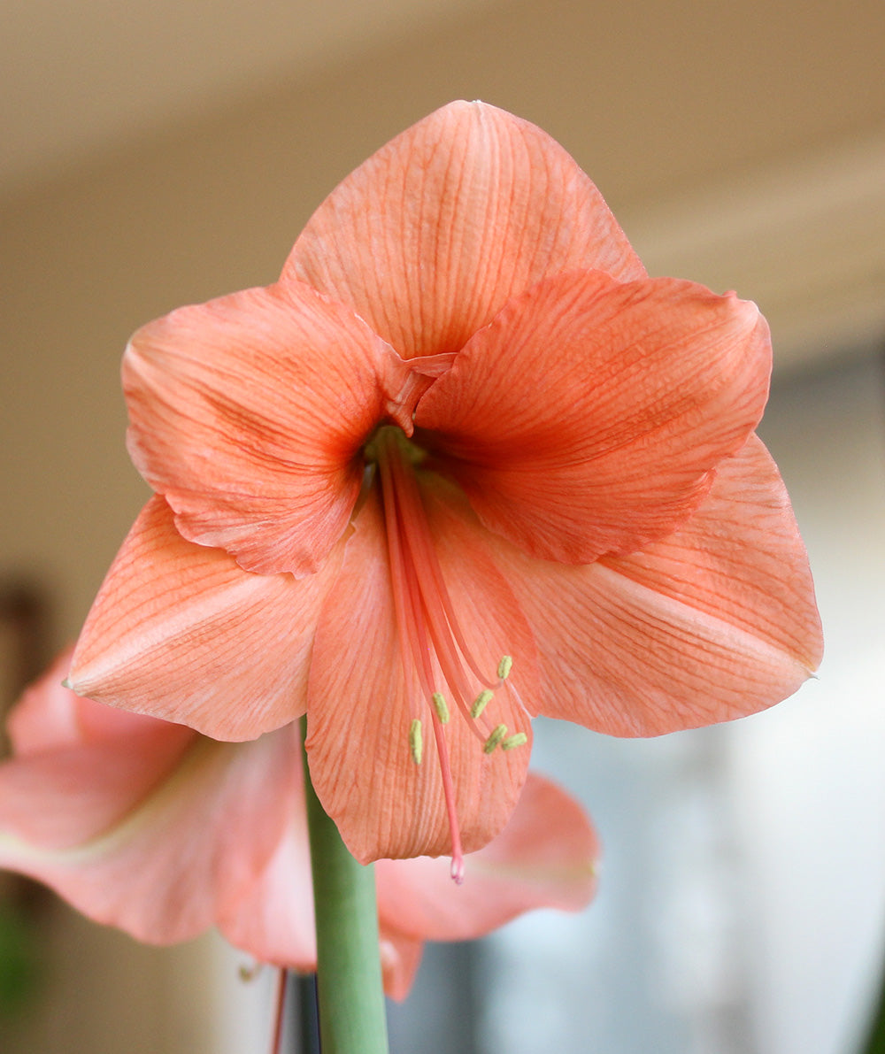 Rilona Amaryllis - 22-26 cm bulb