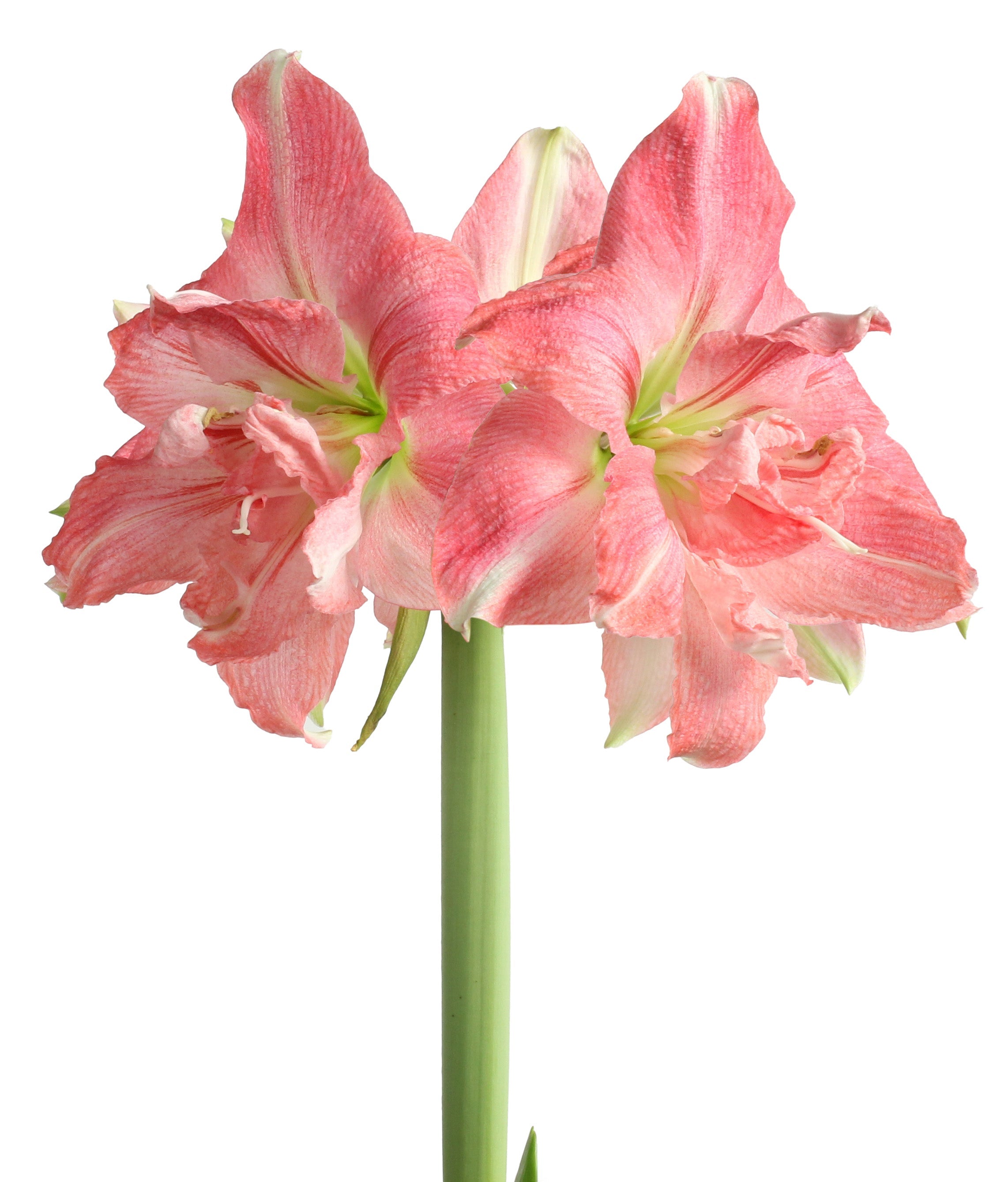 Rozetta® Symphony Amaryllis