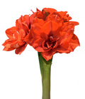 Tika Magic Amaryllis - 28-32 cm bulb