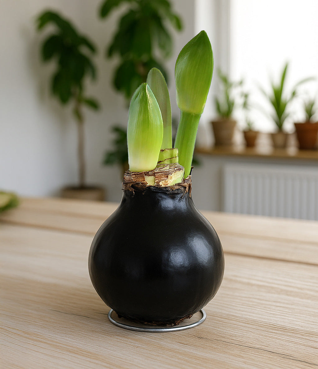 Black Waxed Amaryllis with Red Flower