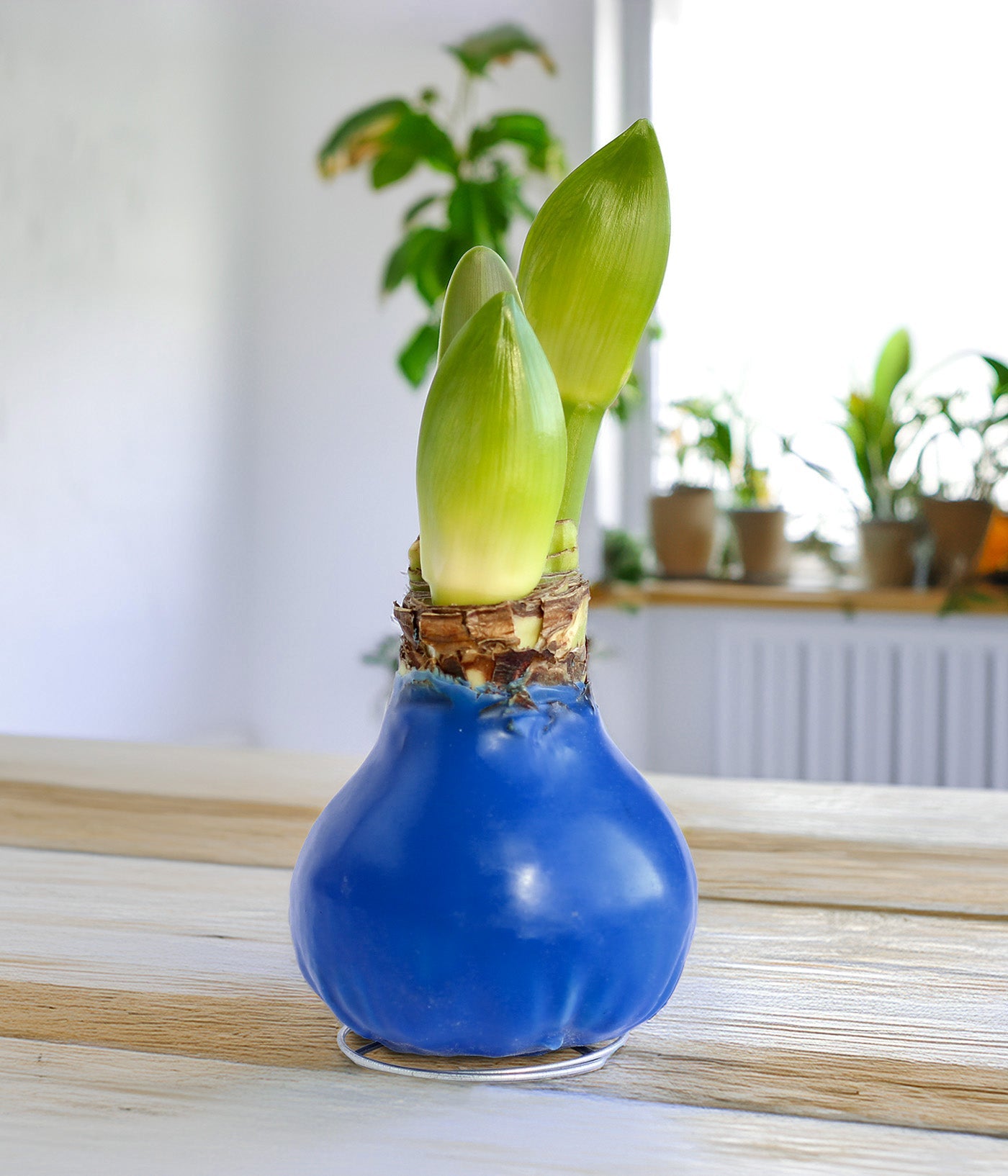 Blue Waxed Amaryllis with Red Flower