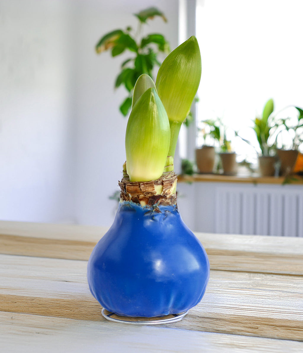 Blue Waxed Amaryllis with Pink Flower