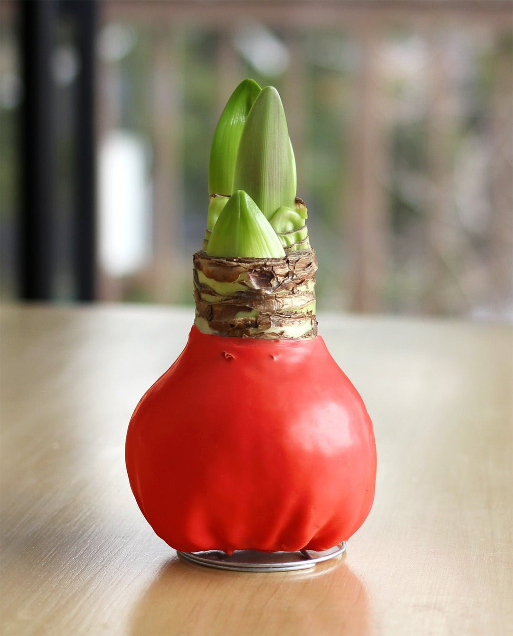 Red Waxed Amaryllis Bulb with White Flower