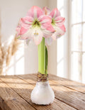 White Waxed Amaryllis with Pink Flower