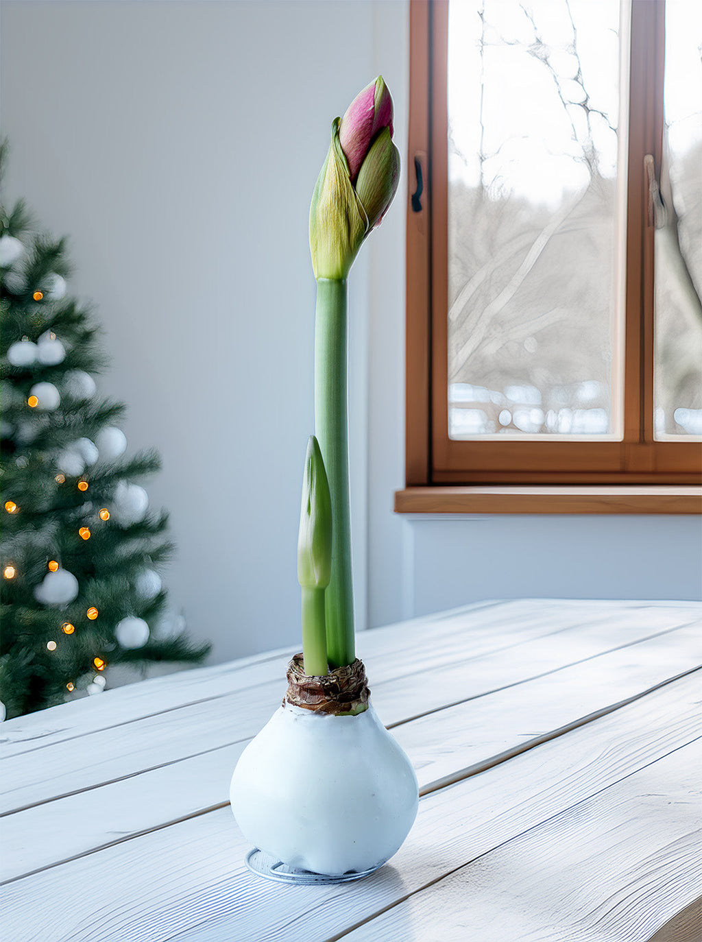 White Waxed Amaryllis Bulb with Red and White Striped Flower