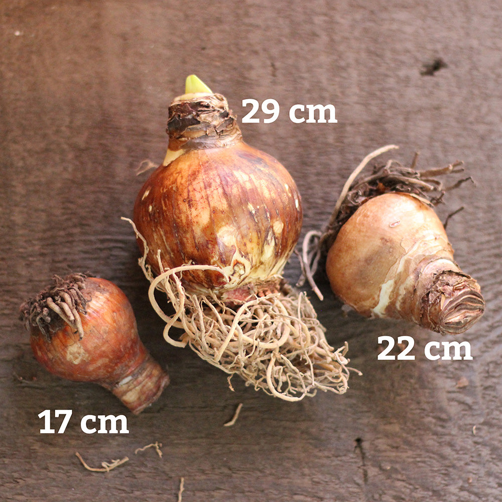 Jester® Sonata Amaryllis - 18-22 cm bulb