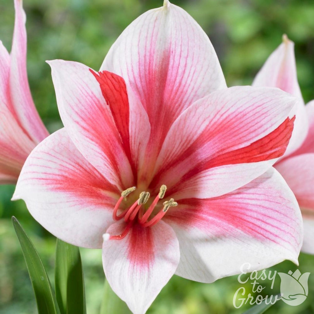 Amaryllis - Gervase