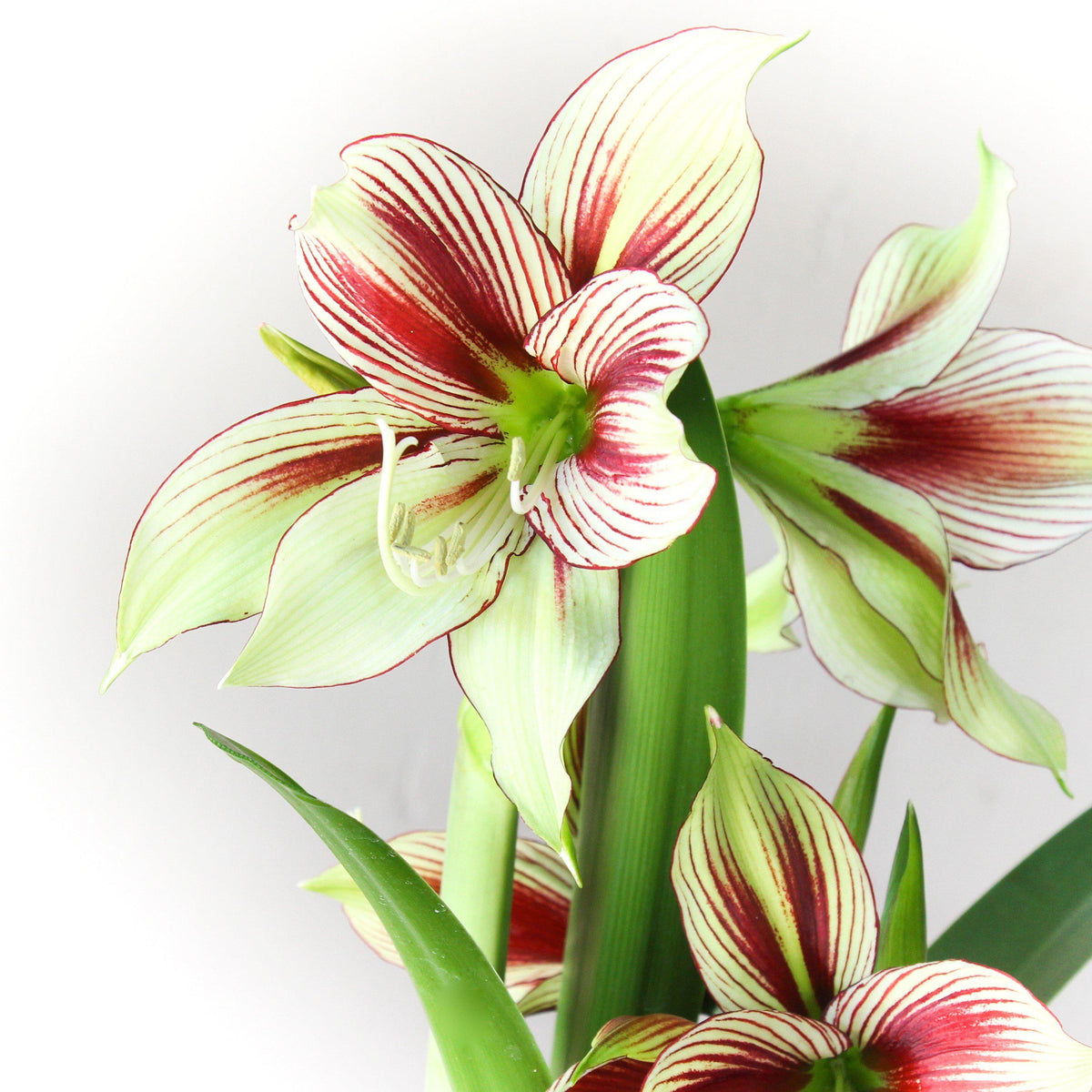 Amaryllis - Papillio Butterfly