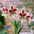 Amaryllis - Papillio Butterfly