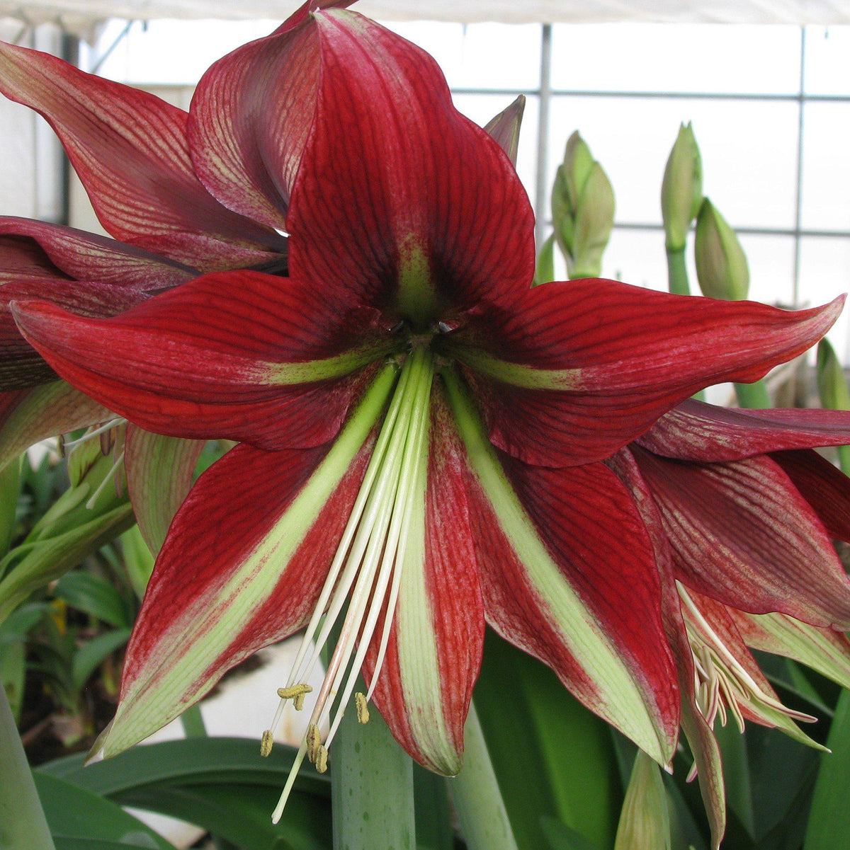 Amaryllis - Ruby Star