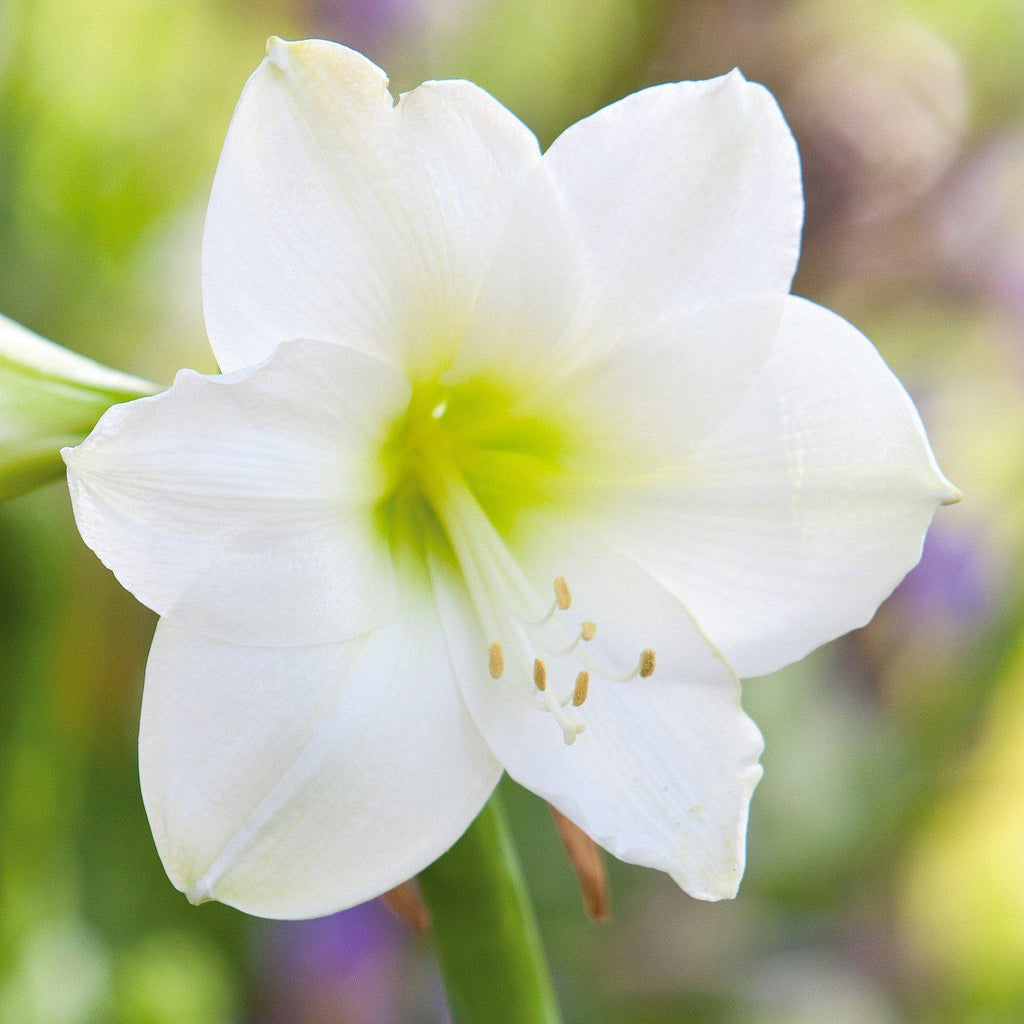 Amaryllis - White Christmas