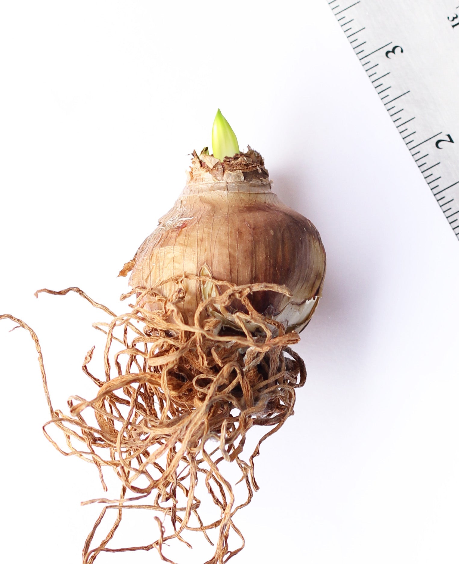Bright Spark® Sonatini Amaryllis - 18-22 cm bulb