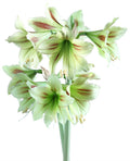 Graffiti® Sonatini Amaryllis - 14-18 cm bulb