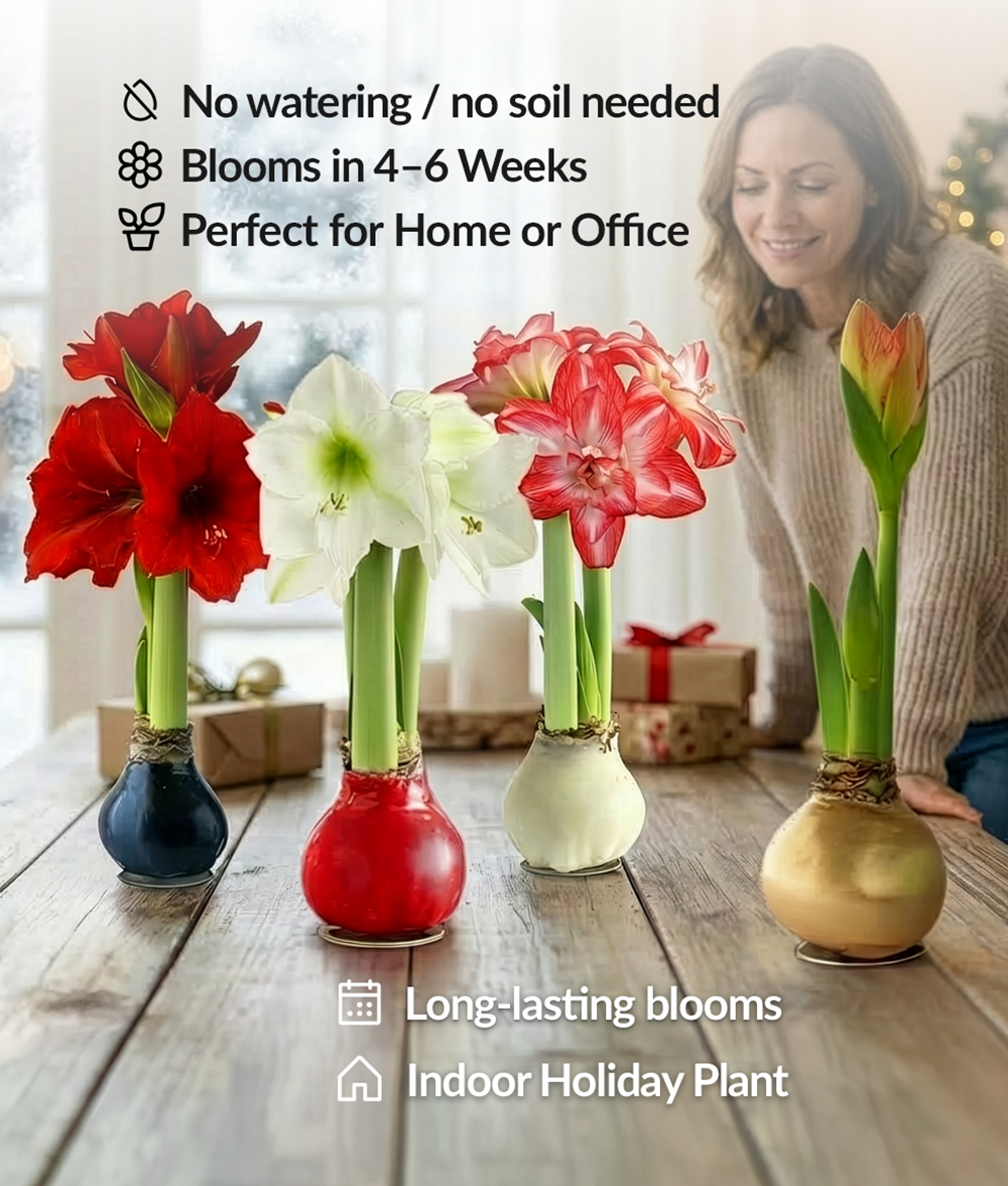 "Season's Greetings" Red Waxed Amaryllis with Red and White Striped Flower