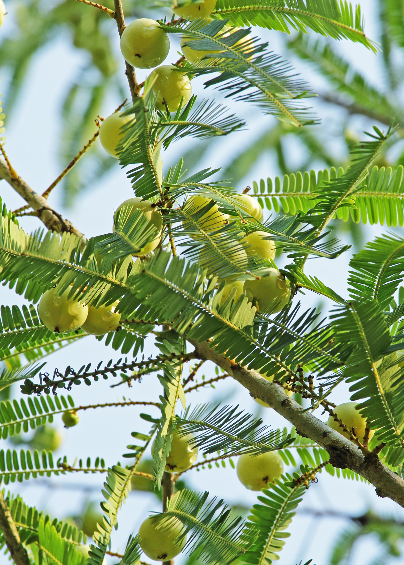 Amla, Indian Gooseberry (Phyllanthus emblica)