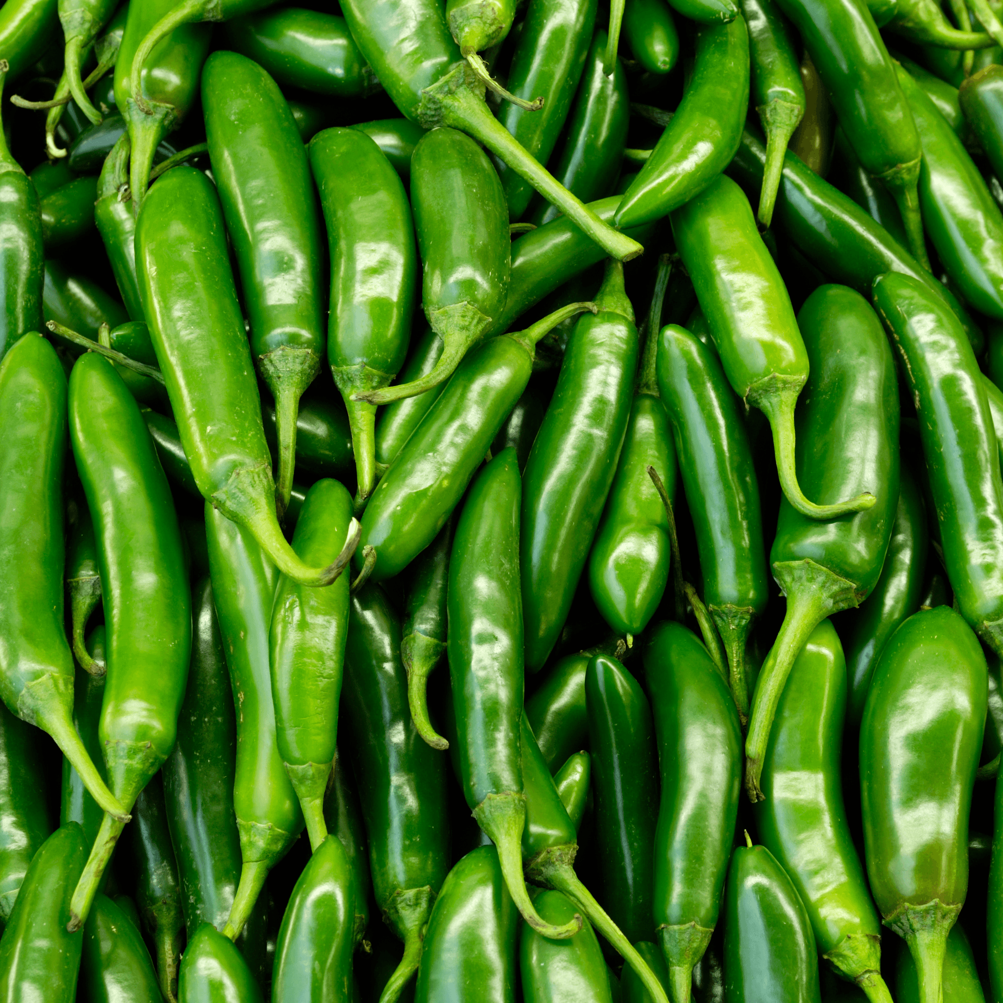 Anaheim Pepper Seeds