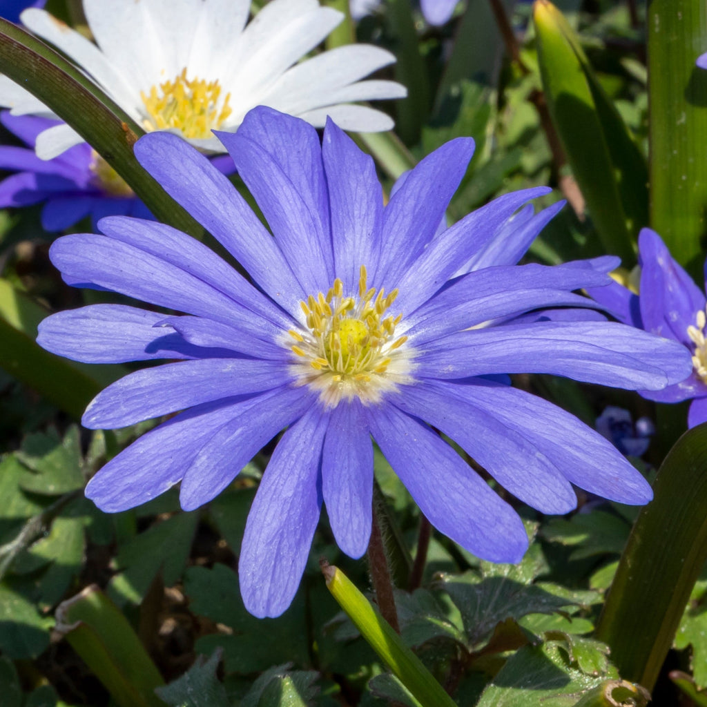 Anemone - Blanda Blue Shades