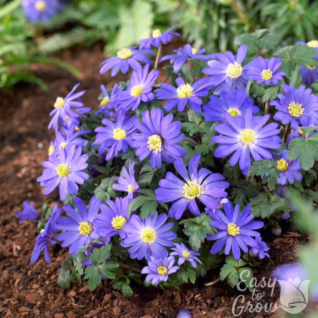 Anemone - Blanda Blue Shades