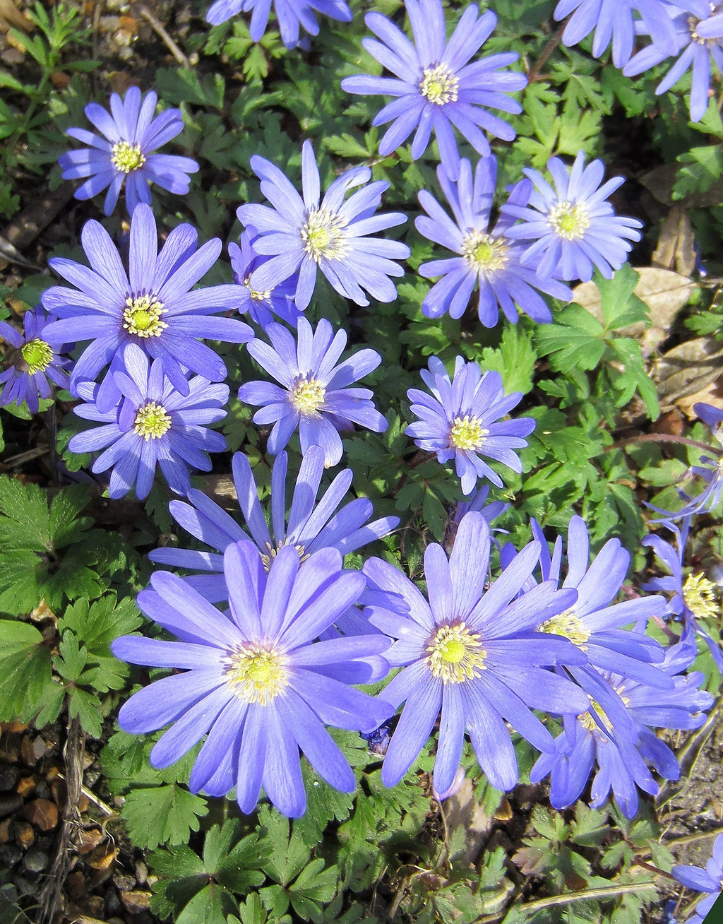 Blue Shades Anemone blanda - 25 bulbs