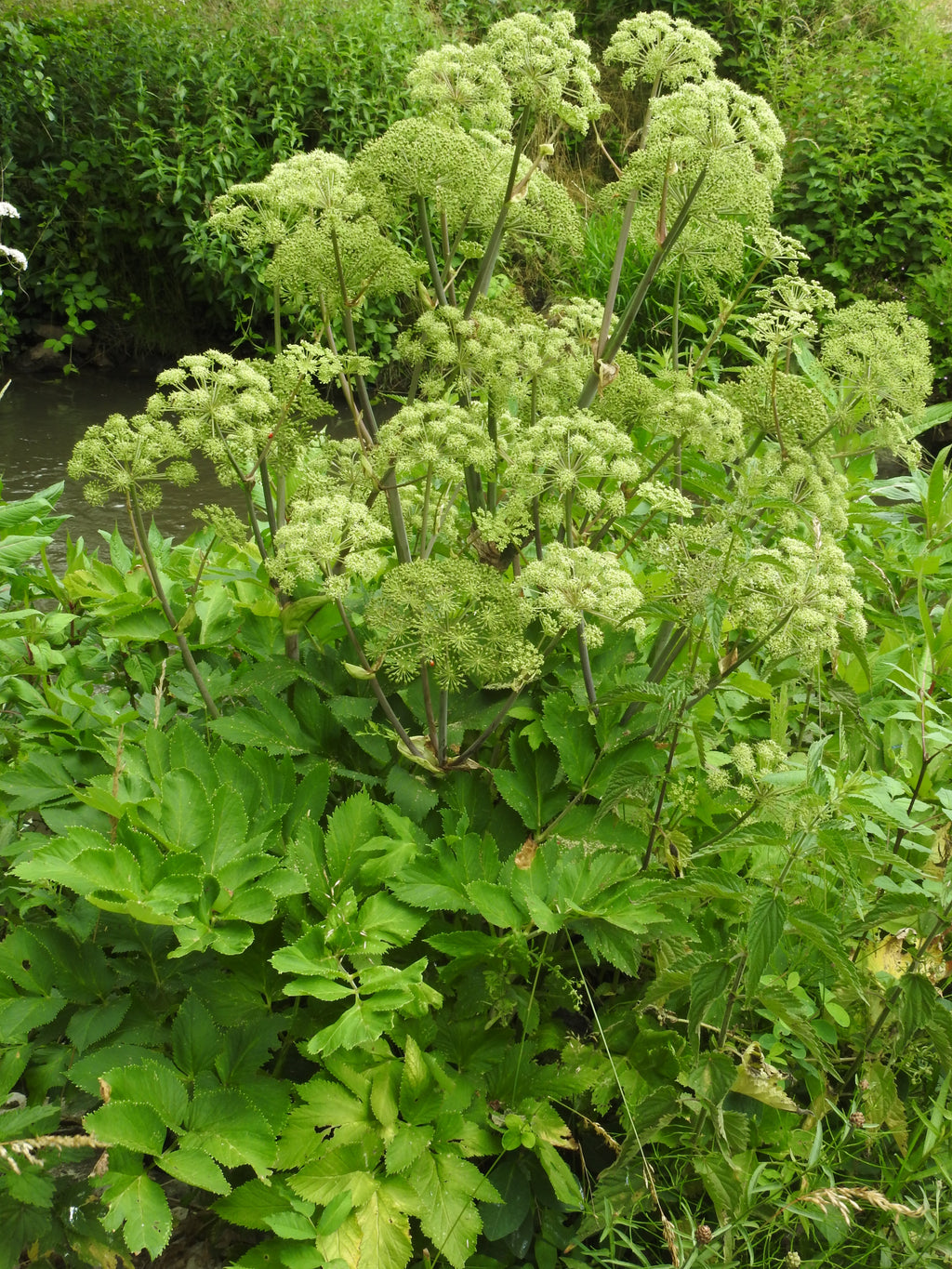 50 Angelica Seeds - Angelica archangelica - Non-GMO Heirloom Seeds