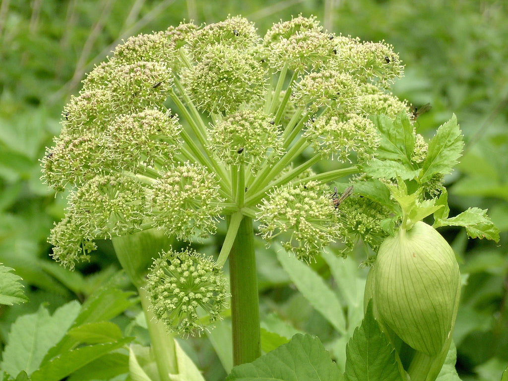 50 Angelica Seeds - Angelica archangelica - Non-GMO Heirloom Seeds