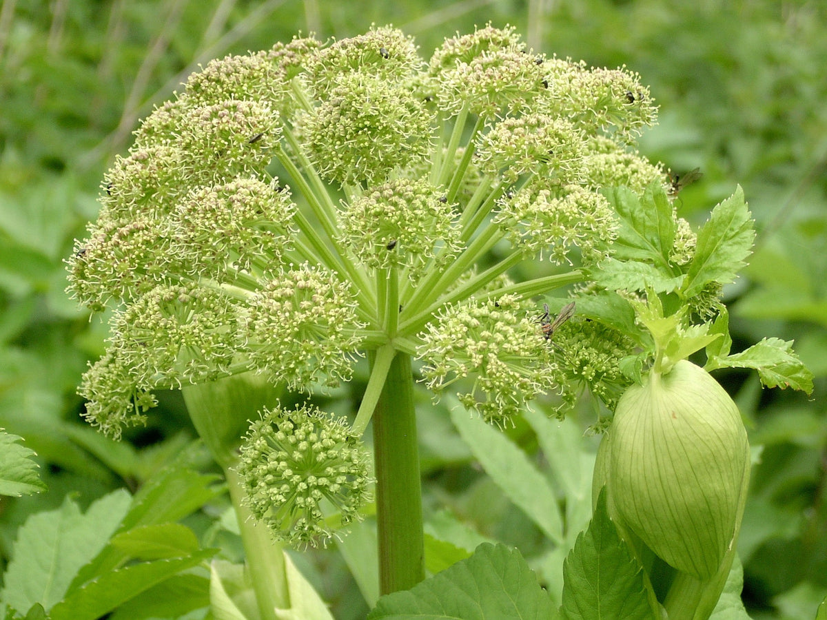 50 Angelica Seeds - Angelica archangelica - Non-GMO Heirloom Seeds
