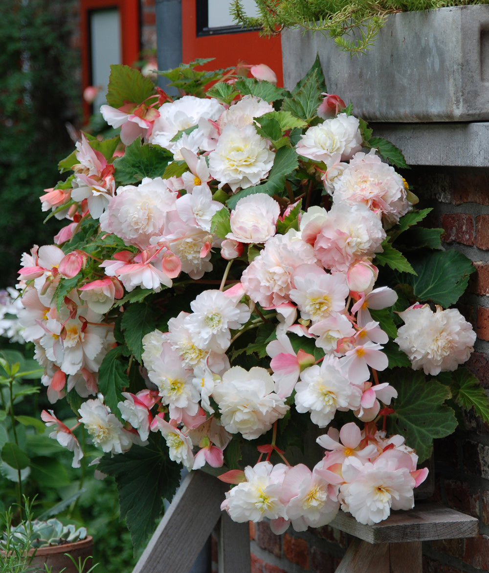 White & Pink Fragrant Hanging Basket Begonia - 3 tubers