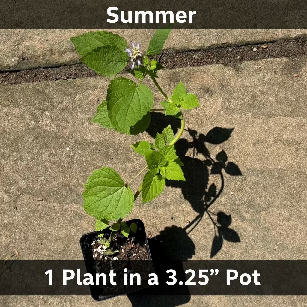 Native Anise Hyssop Live Plant – Pollinator Perennial – Agastache foeniculum – Purple Blooms – Bee & Butterfly Garden – Zones 4–8