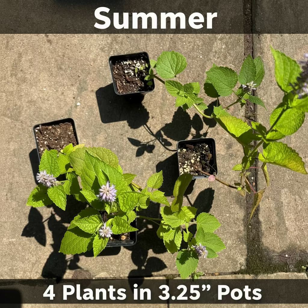 Native Anise Hyssop Live Plant – Pollinator Perennial – Agastache foeniculum – Purple Blooms – Bee & Butterfly Garden – Zones 4–8