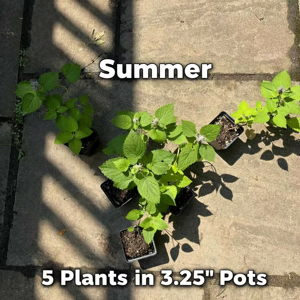 Native Anise Hyssop Live Plant – Pollinator Perennial – Agastache foeniculum – Purple Blooms – Bee & Butterfly Garden – Zones 4–8