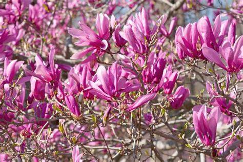 Magnolia 'Ann'