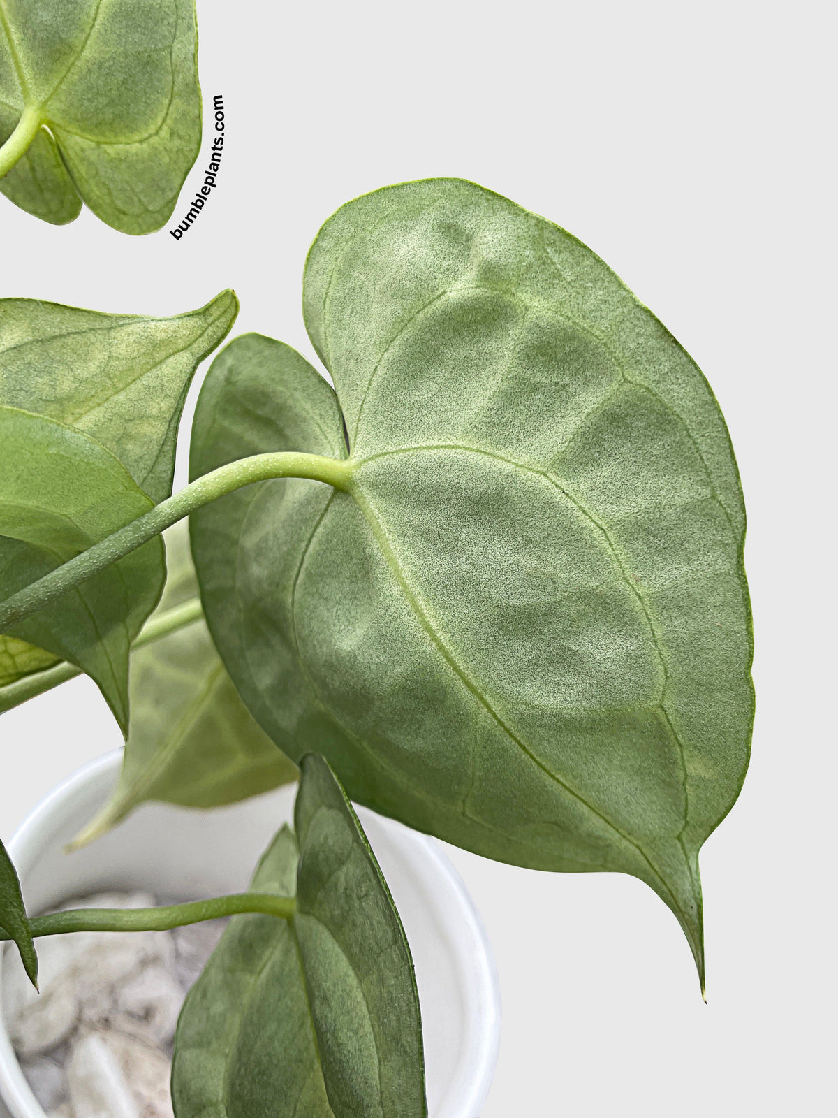 Anthurium Clarinervium
