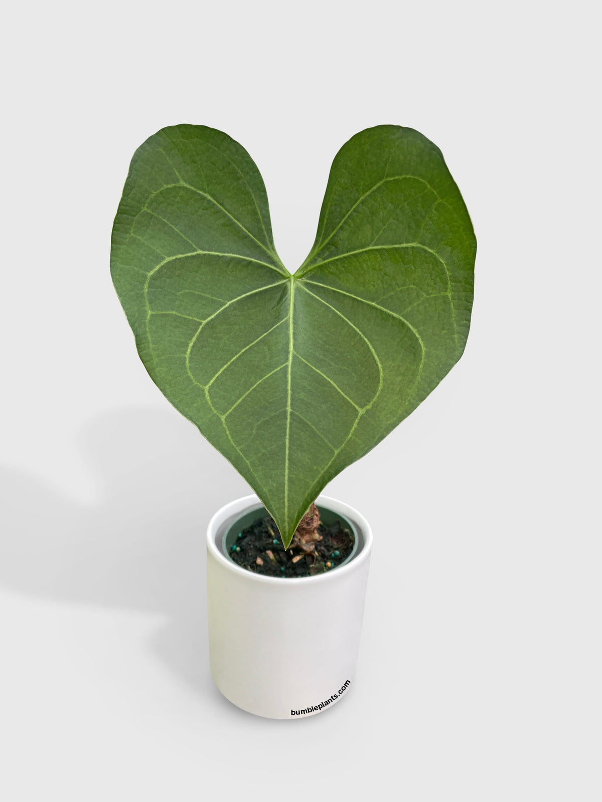 Anthurium Clarinervium