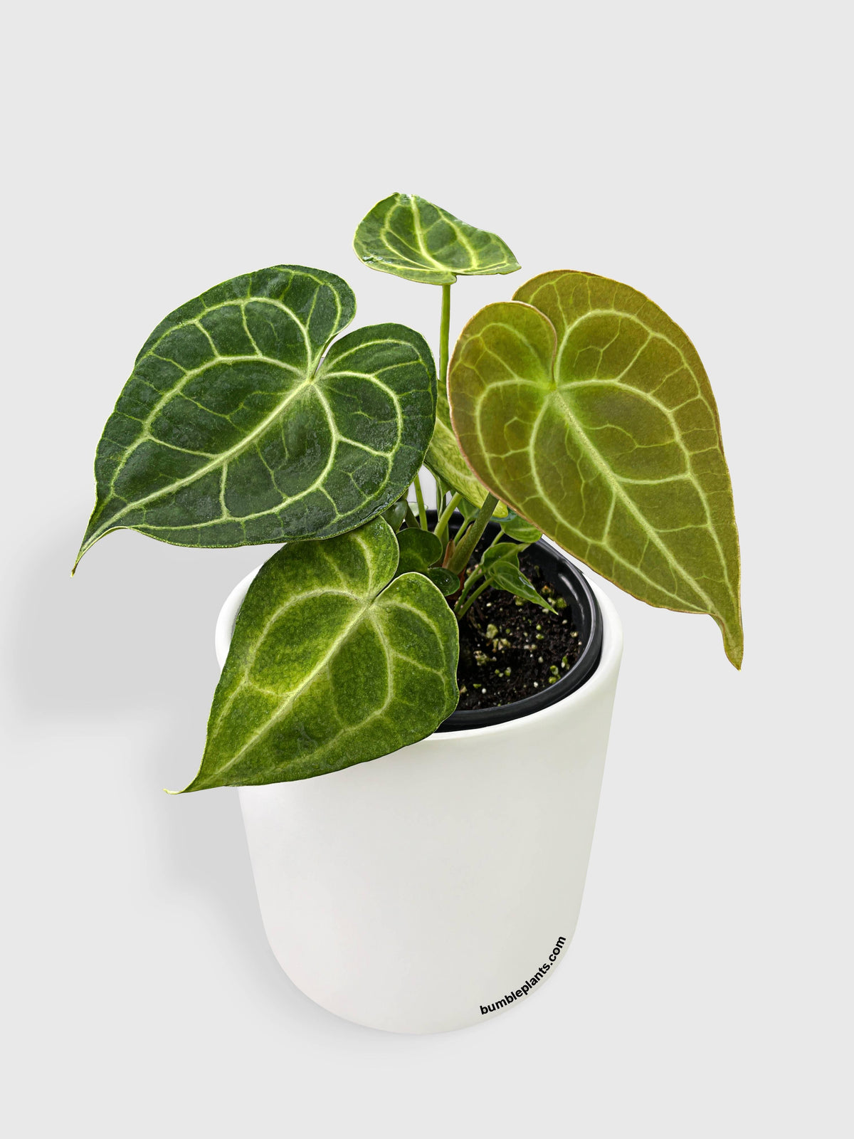 Anthurium Clarinervium
