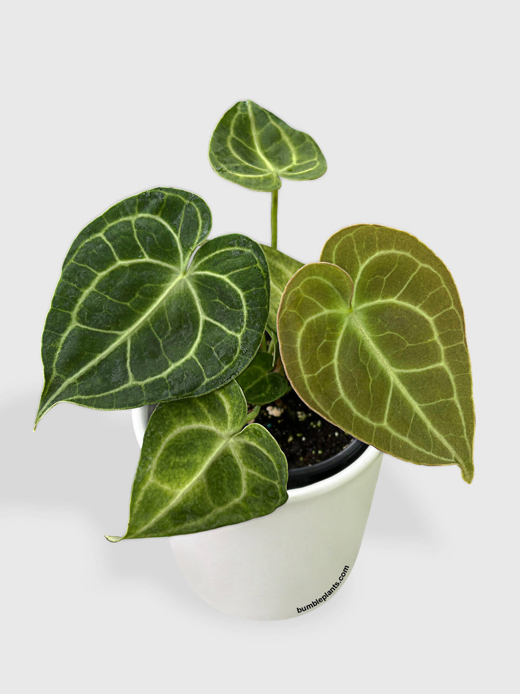 Anthurium Clarinervium