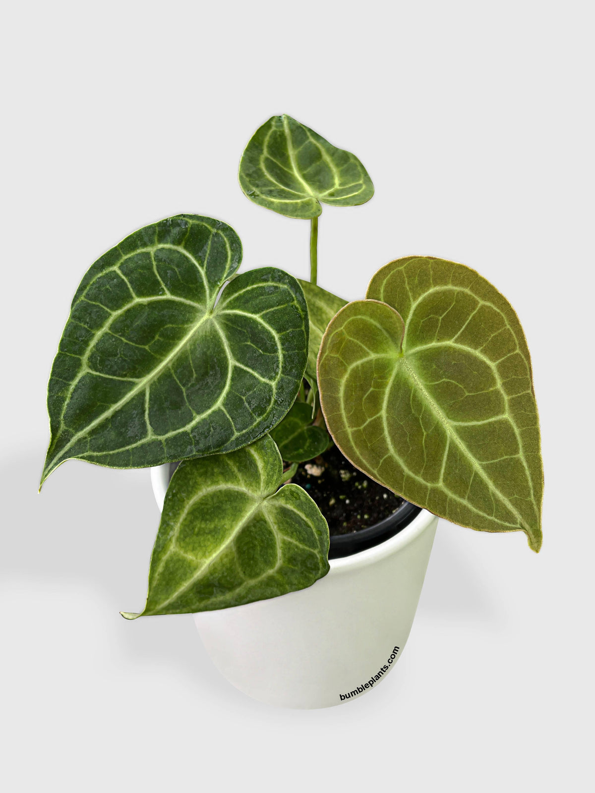 Anthurium Clarinervium