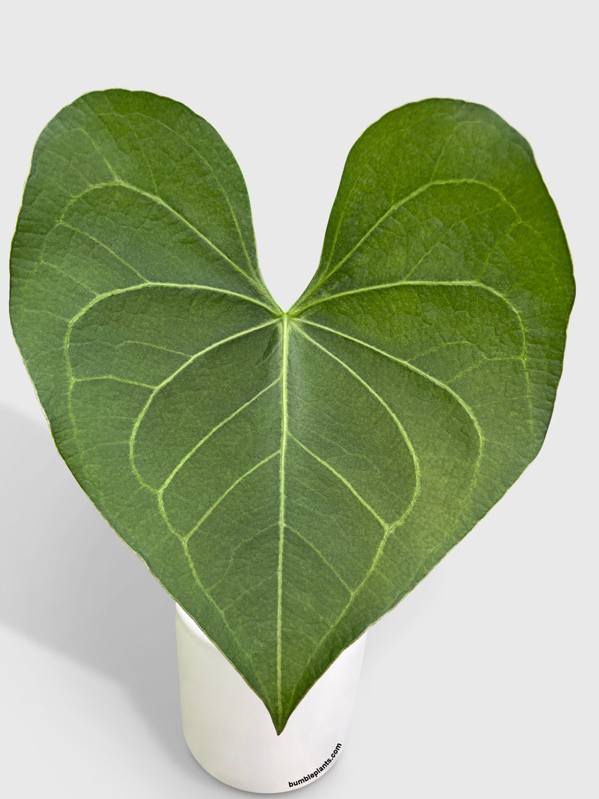 Anthurium Clarinervium