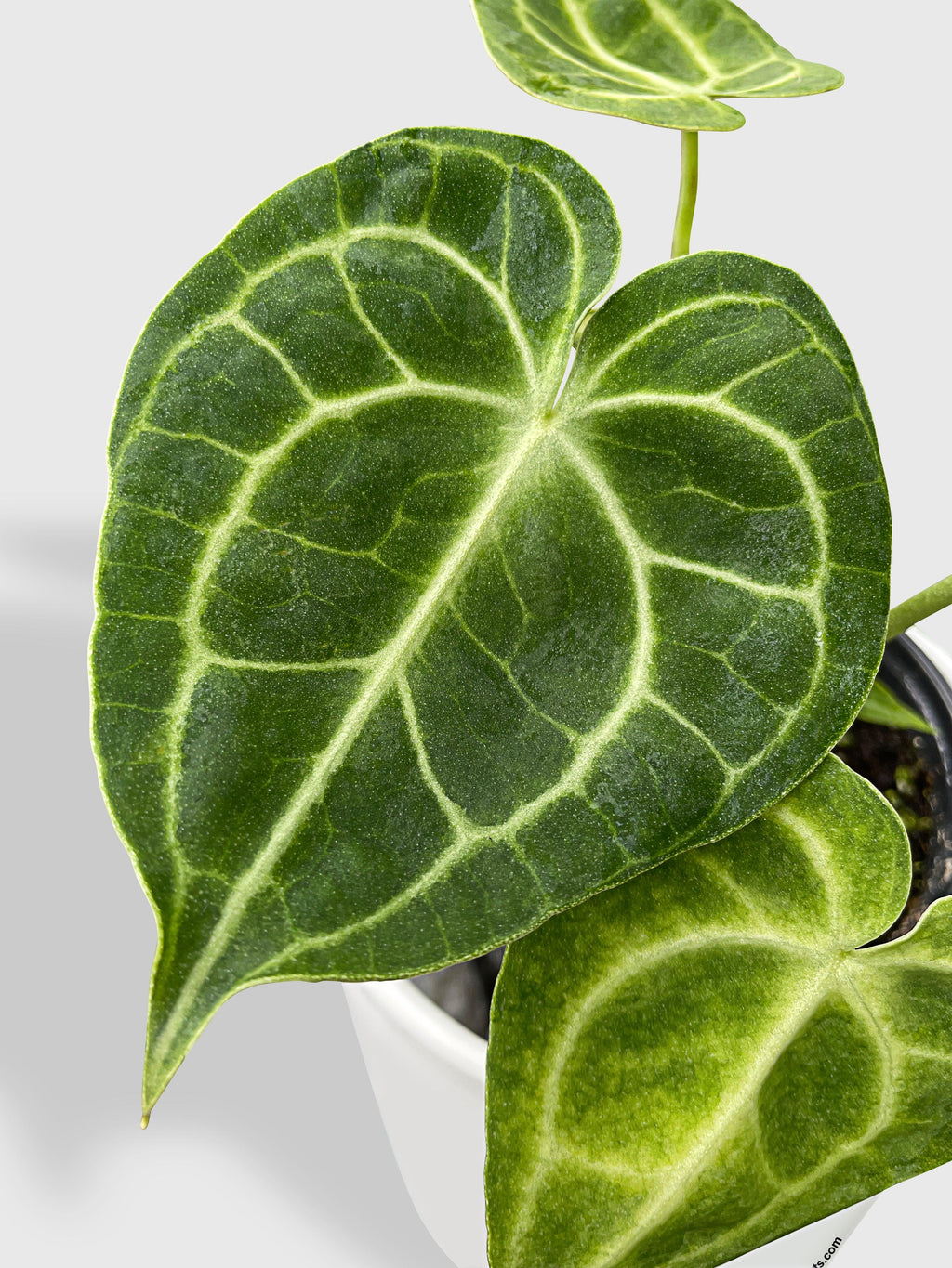 Anthurium Clarinervium