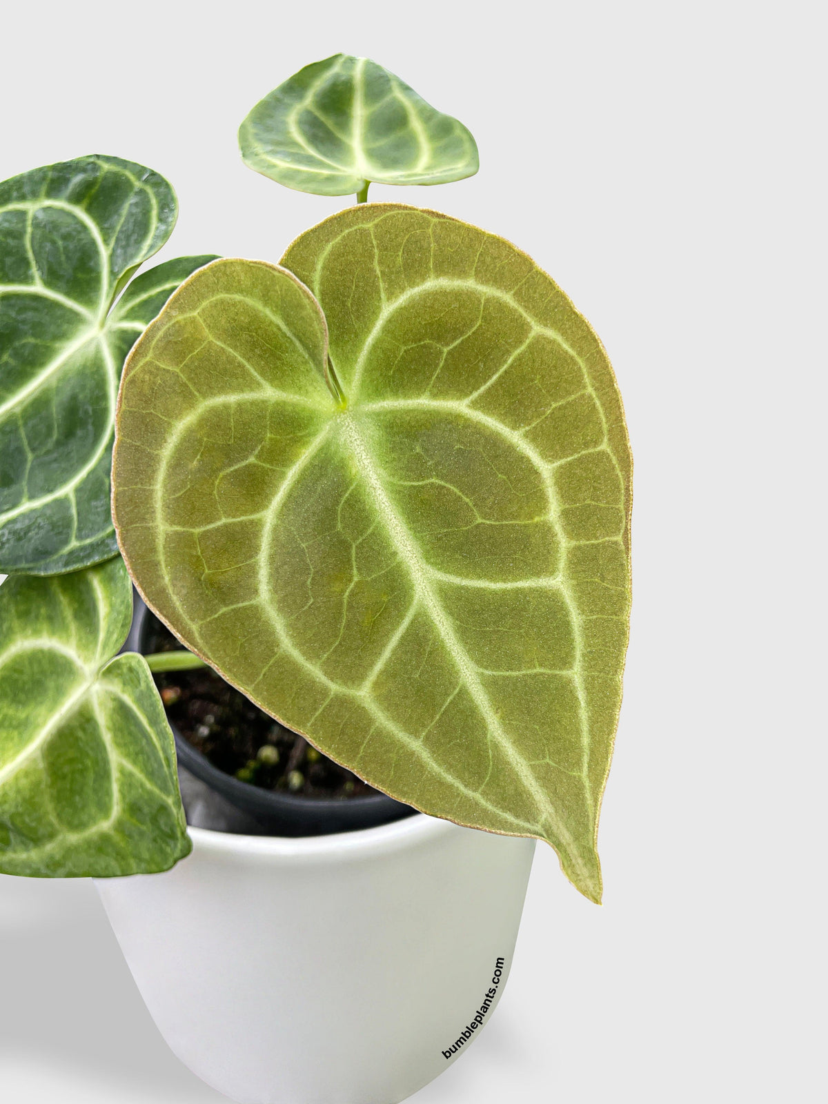Anthurium Clarinervium