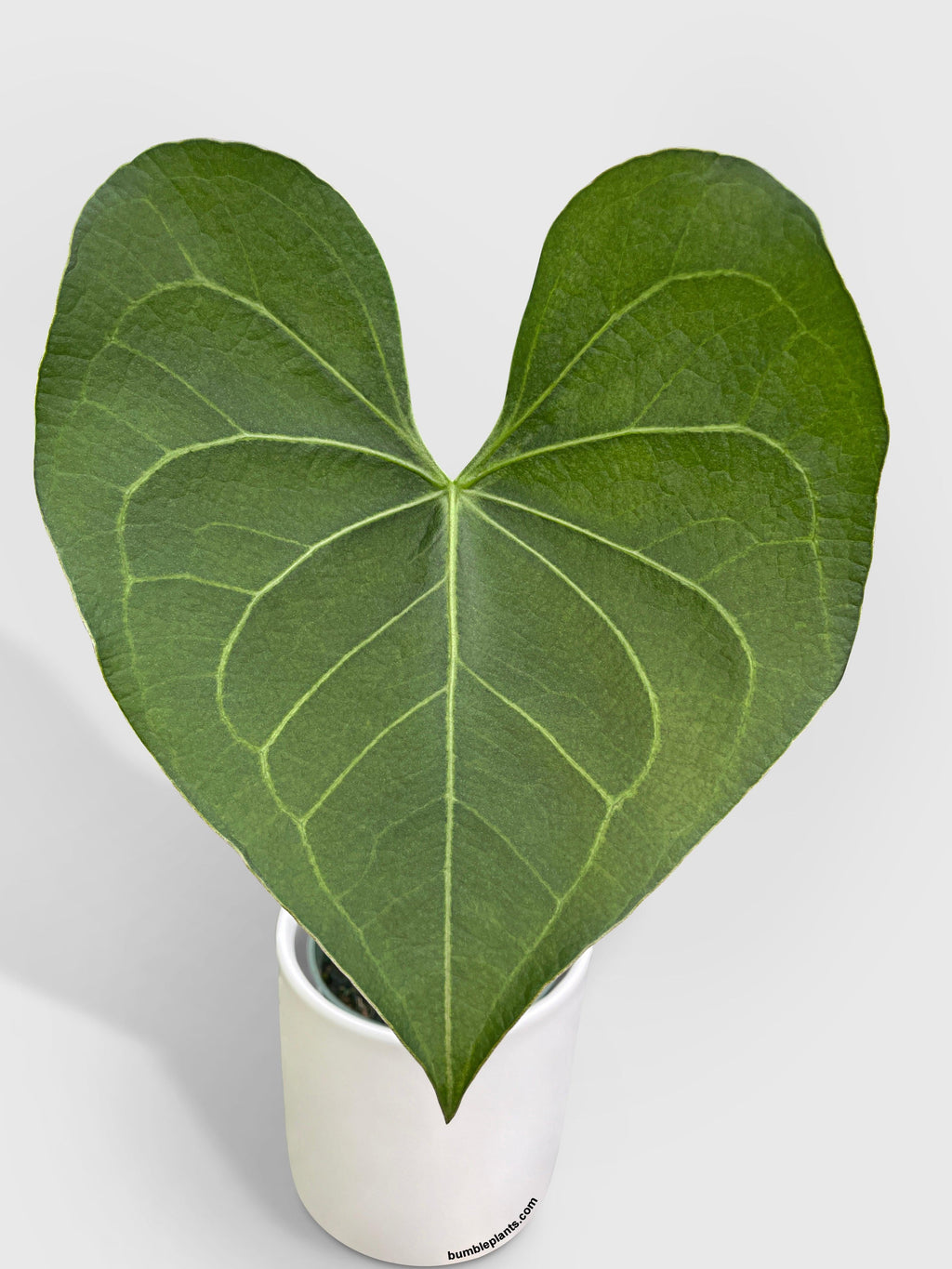 Anthurium Clarinervium