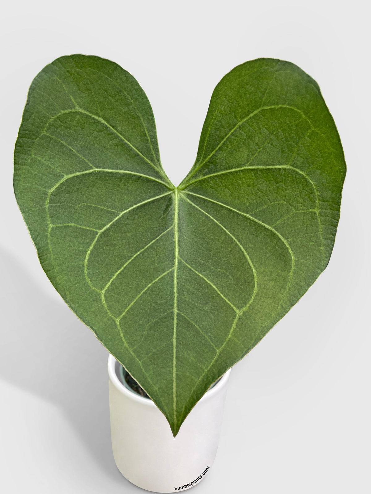 Anthurium Clarinervium