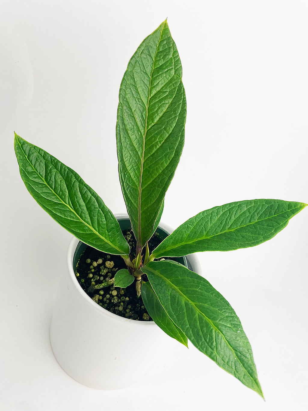 Anthurium Cobra Hybrid