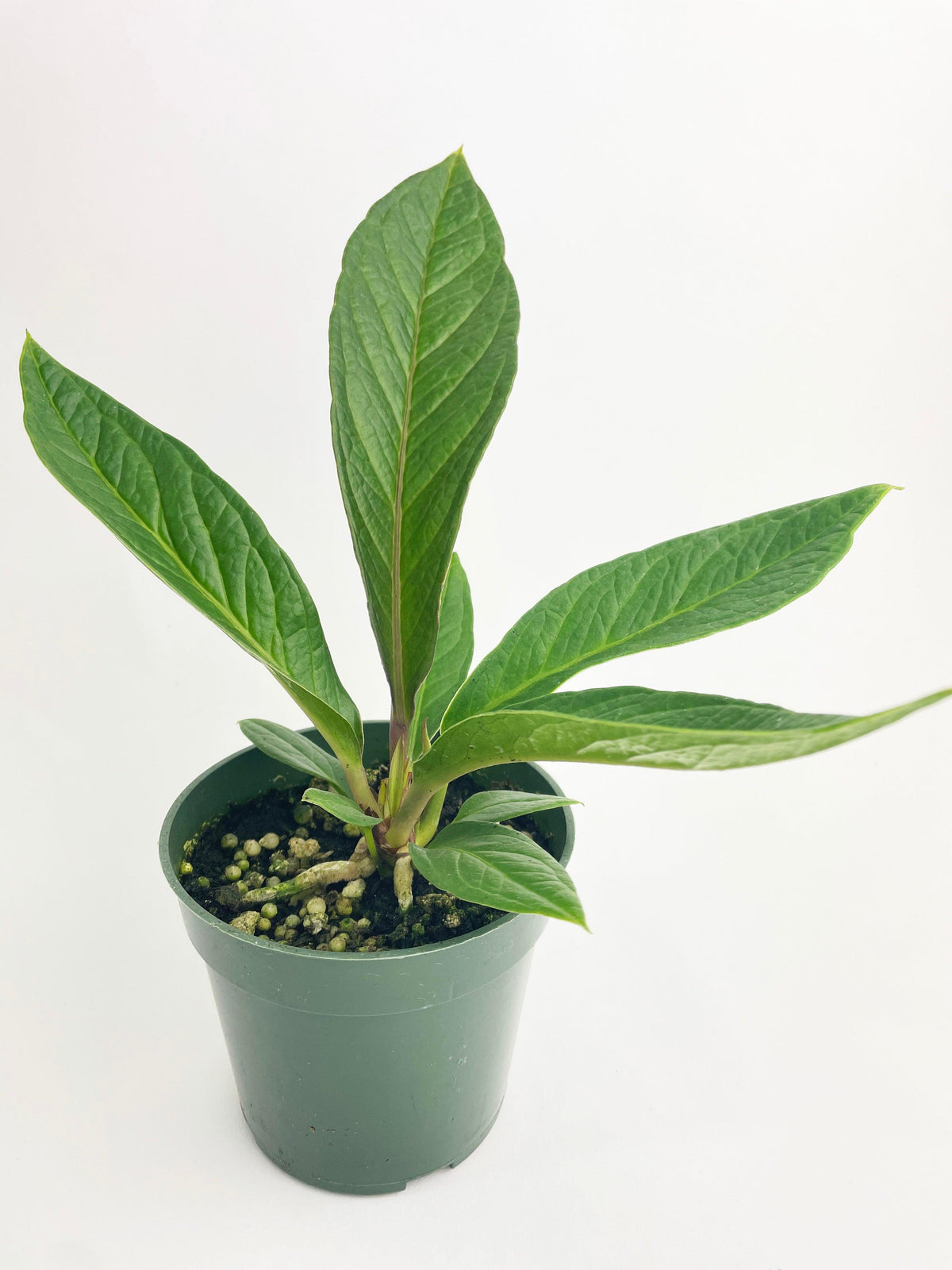 Anthurium Cobra Hybrid