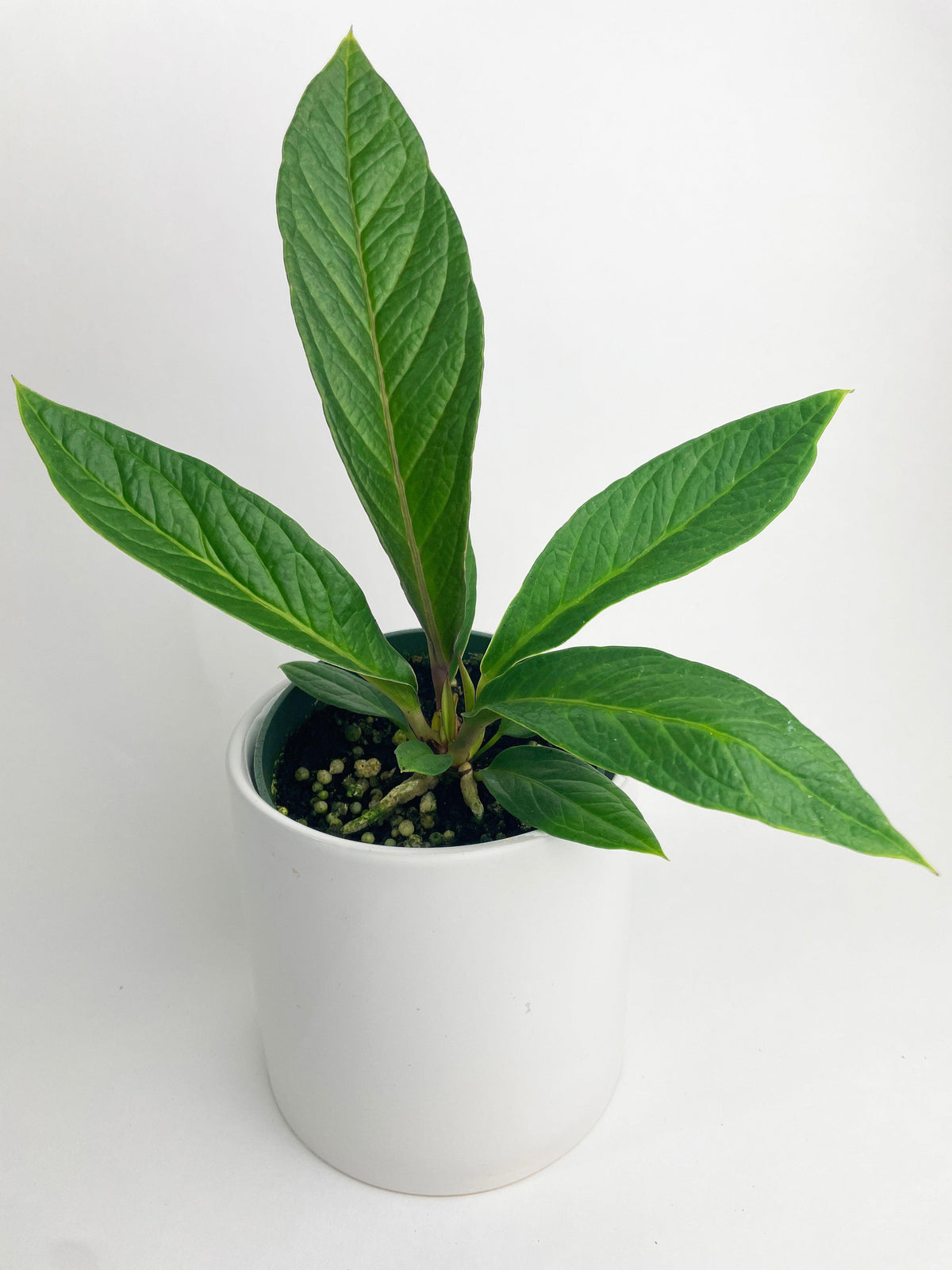 Anthurium Cobra Hybrid