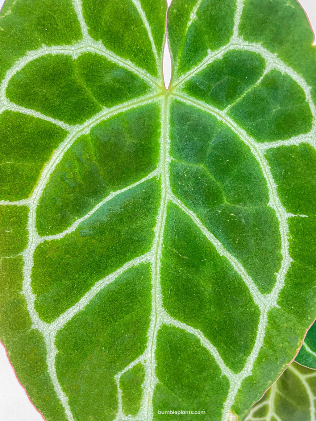 Anthurium Crystallinum