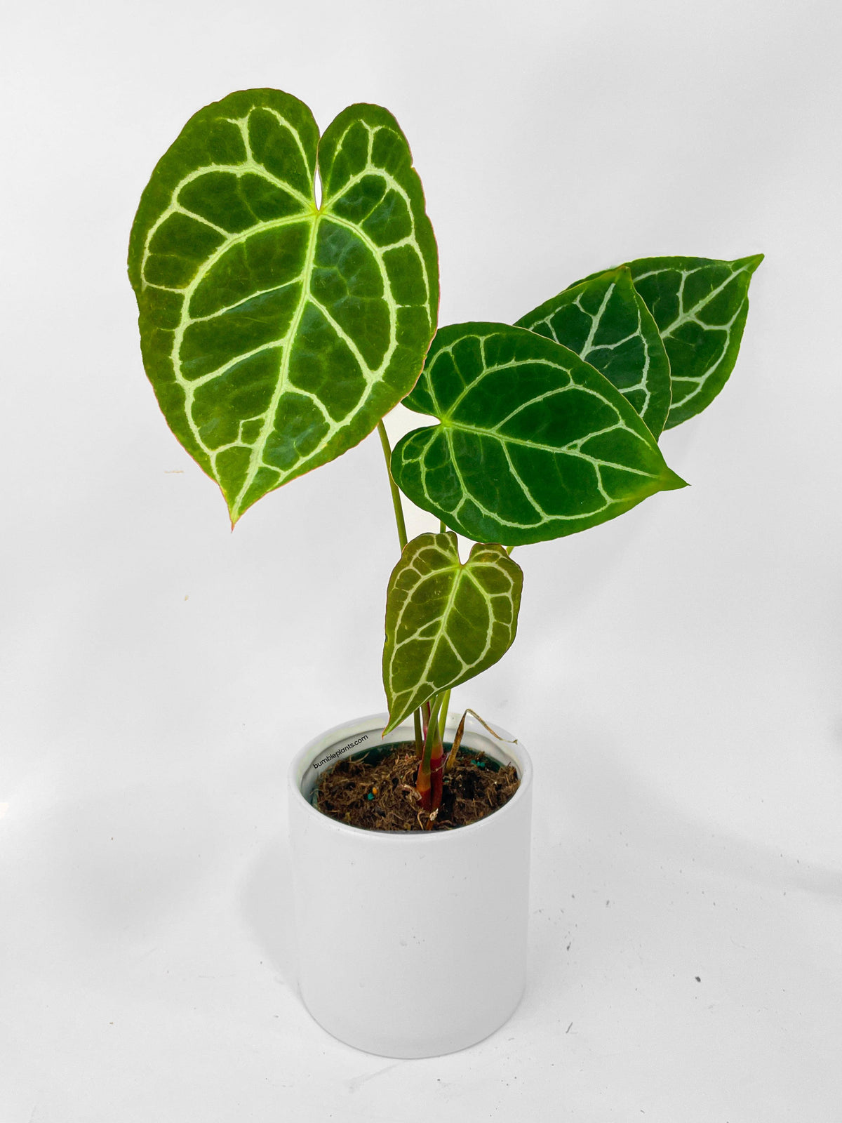 Anthurium Crystallinum