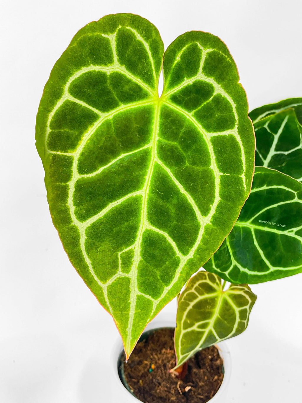 Anthurium Crystallinum